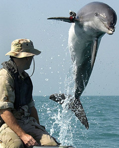 Dolphin Attack!