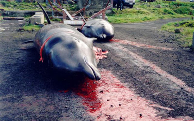 Dead dolphins
